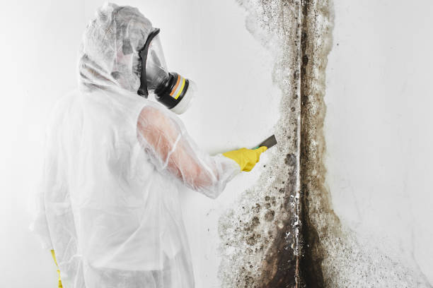 Certified Mold Removal in Mora, MN