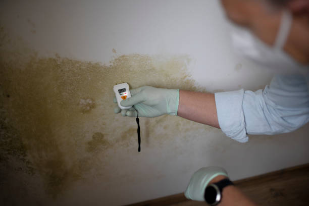 Best Certified Mold Removal  in Mora, MN