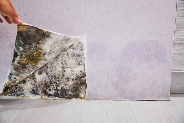 Mold Removal Process in Mora, MN